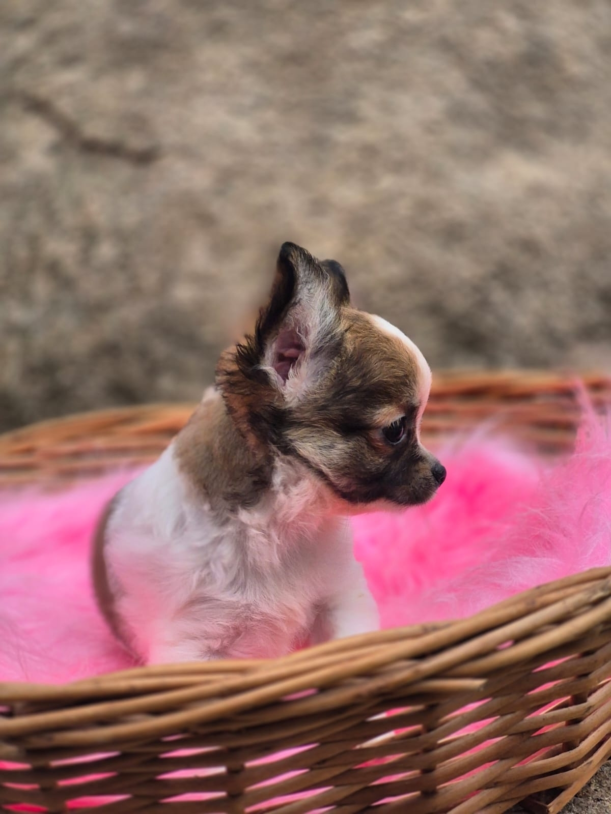 Chihuahua